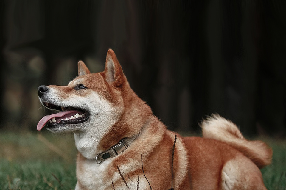 HUndi Blog - pet Teltonikas Pet Tracking Solution